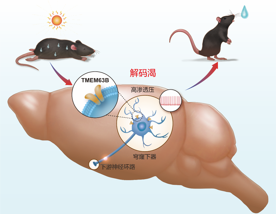Cell Discovery︱廣東省智能院石云團隊發現渴覺信號感知分子