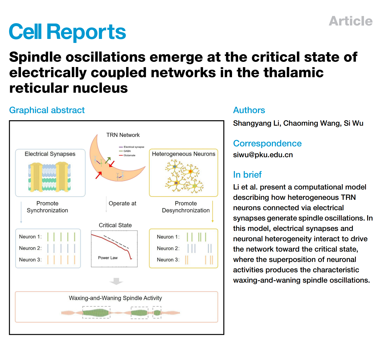 Cell Reports | 廣東省智能院神經醫學大模型智能聯合實驗室和吳思特聘研究員團隊發現睡眠紡錘波全新生成機制